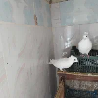 کبوتر|پرنده|پلدختر, |دیوار