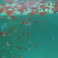 ماهی گوپی پلاتی دم شمشیری گیاه گندمی