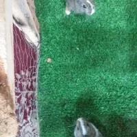 خرگوش|موش و خرگوش|مشهد, شترک|دیوار