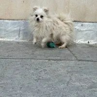 پامرین|سگ|بیجار, |دیوار