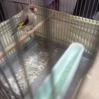 سهره سقا قناری گلبسر