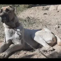 واگذاری سگ  نگهبان