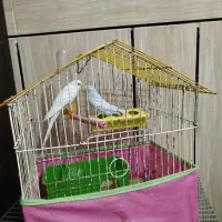 یک جفت مرغ عشق زیبا با قفس