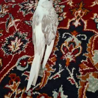 عروس هلندی سالم و سرحال