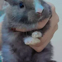 خرگوش|موش و خرگوش|اهواز, کوی باهنر|دیوار