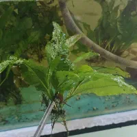 گیاه جاوا کت پلکو خاص آبنوس