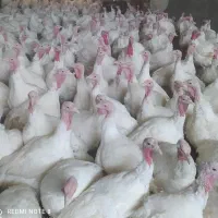 بوقلمون پرواری