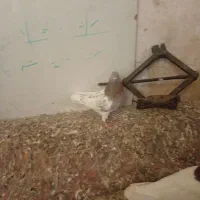کفتر ماده کله ای|پرنده|بم, |دیوار