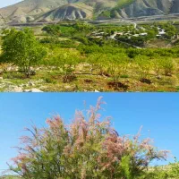 فروش زمین مساحت ۳۷ هزار متر و کارگاه پرورش ماهی