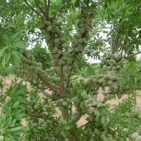 نهالستان ایلیار