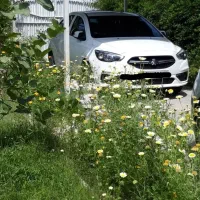 شاهین بسیار سالم وتمیز