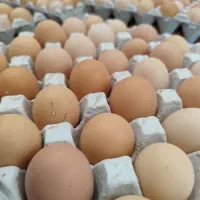 تخم مرغ بومی گلپایگان|خوردنی و آشامیدنی|تهران, ابوذر|دیوار