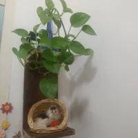 استند چوبی