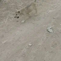 توله ماده اصیل سرابی|سگ|اردبیل, |دیوار