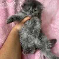 اسکاتیش بریتیش