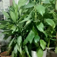 گل طبیعی خانگی