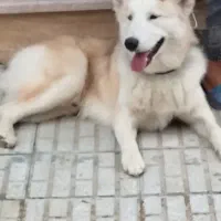 سگ هاسکی   گلدن نر