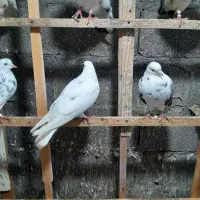 سلام کبوتر ۱۲ عدد به فروش میرسد همه باهم دونی ۱۲۰|پرنده|بندر انزلی, اطبا|دیوار