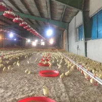 فروش مرغداری مجهزباتمام امکانات|فروش دفتر صنعتی، کشاورزی، تجاری|خرم‌آباد, |دیوار