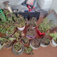 گل وگیاه|گل و گیاه طبیعی|زابل, |دیوار