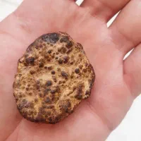 شهاب سنگ|کلکسیون اشیاء عتیقه|میمند, |دیوار