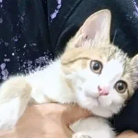 گربه بازیگوش