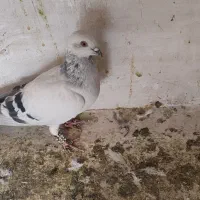 جوجه شامی نر