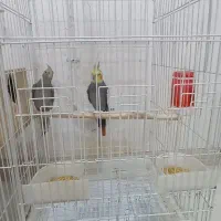 طوطی عروس|پرنده|رشت, تازه آباد|دیوار