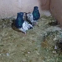 کفتر|پرنده|مشهد, طبرسی شمالی|دیوار