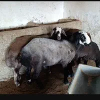 گوسفند ، بره پرواری ، گوشتی