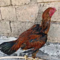 خروس لاری و مرغ و جوجه لاری|حیوانات مزرعه|کرمانشاه, |دیوار