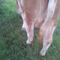 سمینتال شیری شکم اول ده روز مانده زایمان وزن ۵۵۰ ک|حیوانات مزرعه|لوندویل, |دیوار