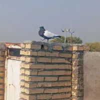 نر سینه سیاه عتیقه