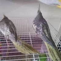 جوجه عروس هلندی