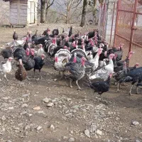 فروش ویژه بوقلمون نر و ماده|حیوانات مزرعه|رضوانشهر, |دیوار