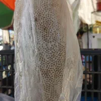 عسل شکار روز ۲کیلو