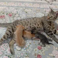 واگذاری گربه