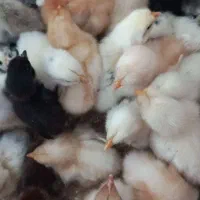 ۲۵ عدد جوجه ۵ روزه