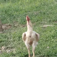 خروس لاری اصیل