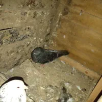 کبوتر پروازی آگهی رو بخون|پرنده|رودسر, |دیوار