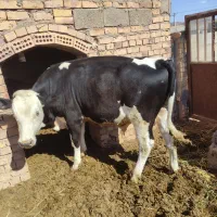 فروش دو عدد جوانه و یک تلیسه دو ماه شده تلقین شد