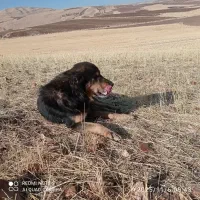 سگ گله|سگ|روانسر, |دیوار