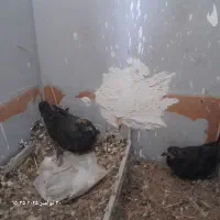 زاغ آلمانی درجه یک|پرنده|خاش, |دیوار