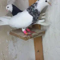 طوقی شکلاتی