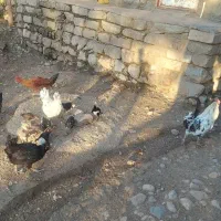 مرغ جوجه.اردگ