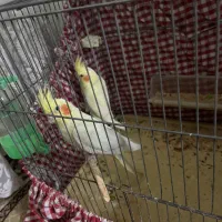 عروس هلندی|پرنده|تهران, تهرانسر مرکزی|دیوار