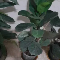 یوکا|گل و گیاه طبیعی|کرج, باغستان|دیوار