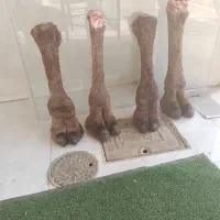 گوشت بچه شتر|خوردنی و آشامیدنی|اصفهان, شیخ طوسی|دیوار