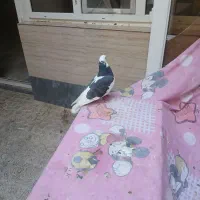 کفتر سرور.شازده آتیشی 10 جفت معاوضه با موتورمزاید|پرنده|نسیمشهر, |دیوار