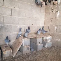 کبوتر پلاکی در شهر خنچ|پرنده|شیراز, ارم|دیوار